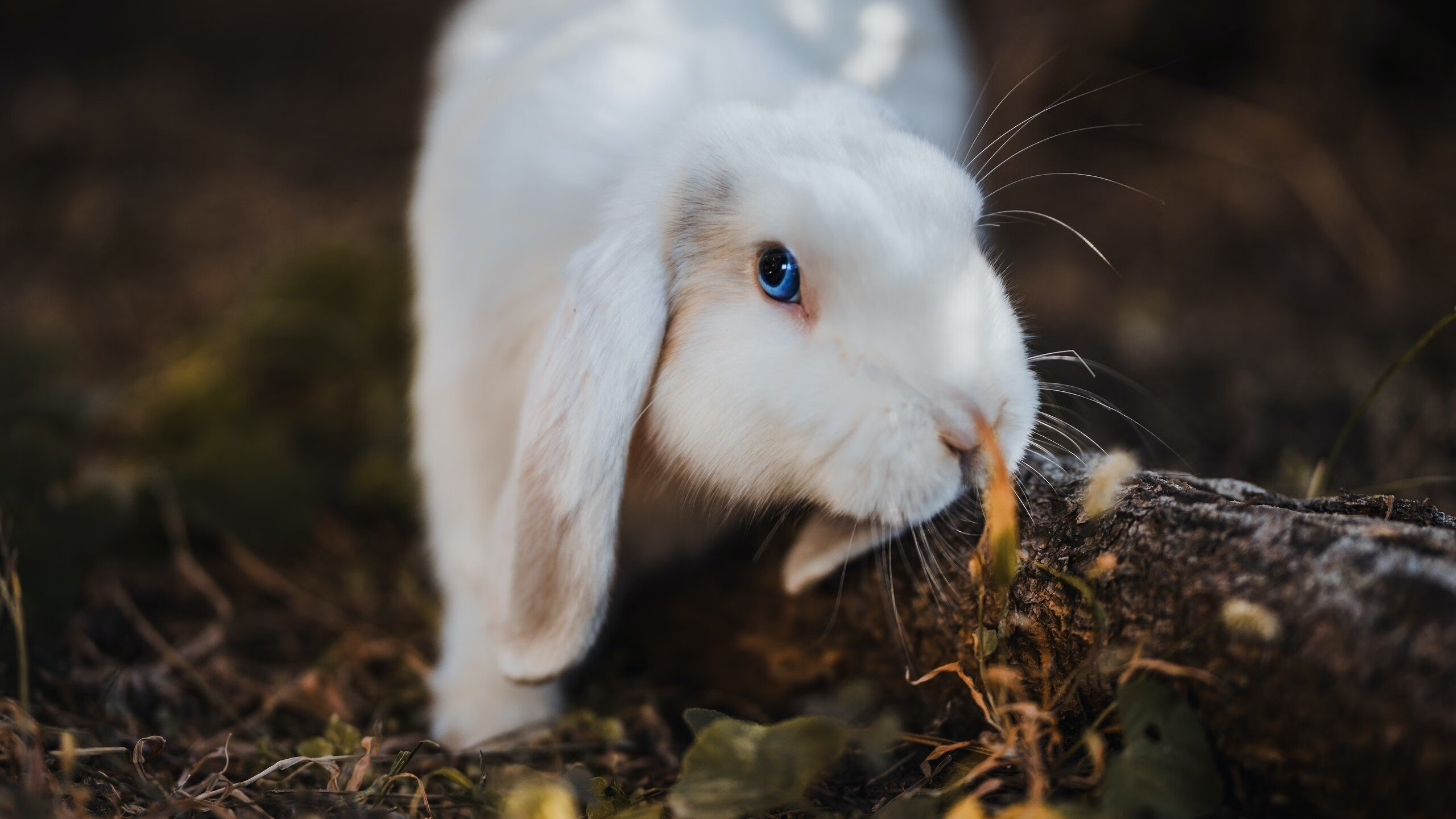 九游电竞中心-_职业格局再生变：年轻选手崭露头角引关注_，职业格局是什么