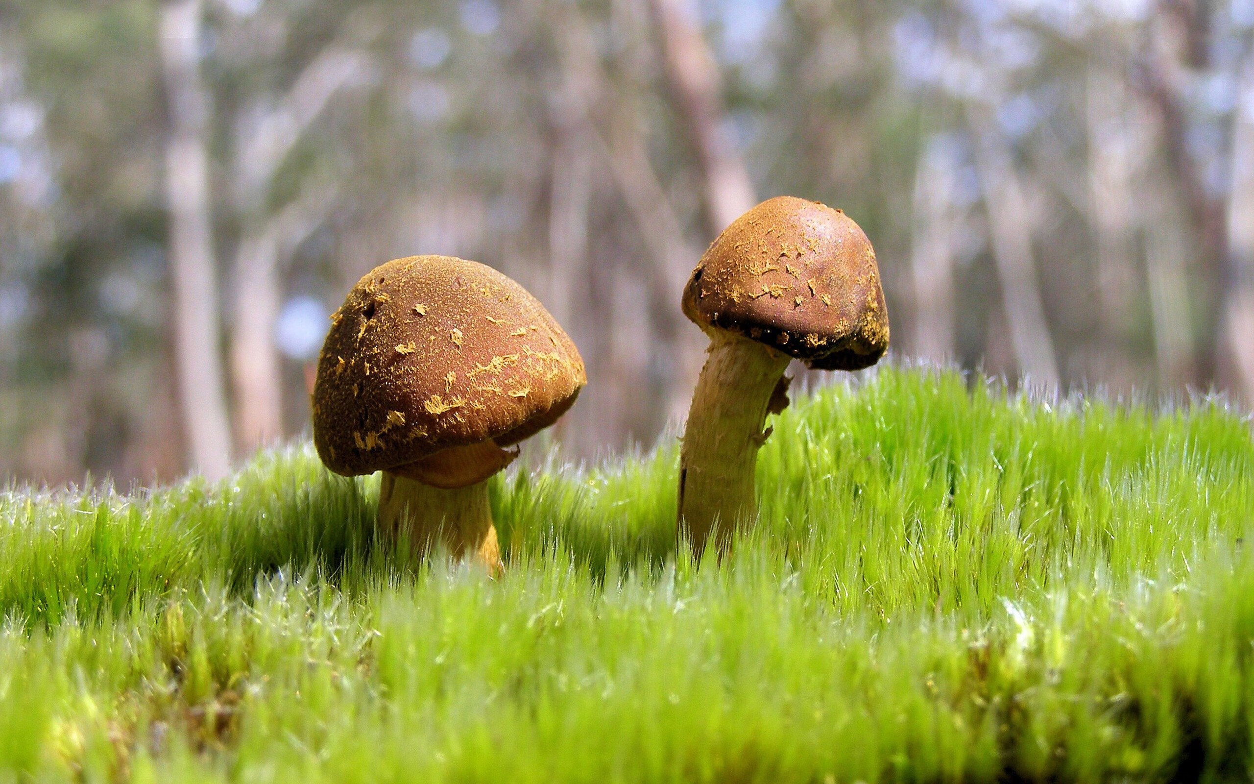 史上最“疯狂”的防守瞬间：挡住对手的“最后一道防线”！，最后一名防守队员破坏必进球