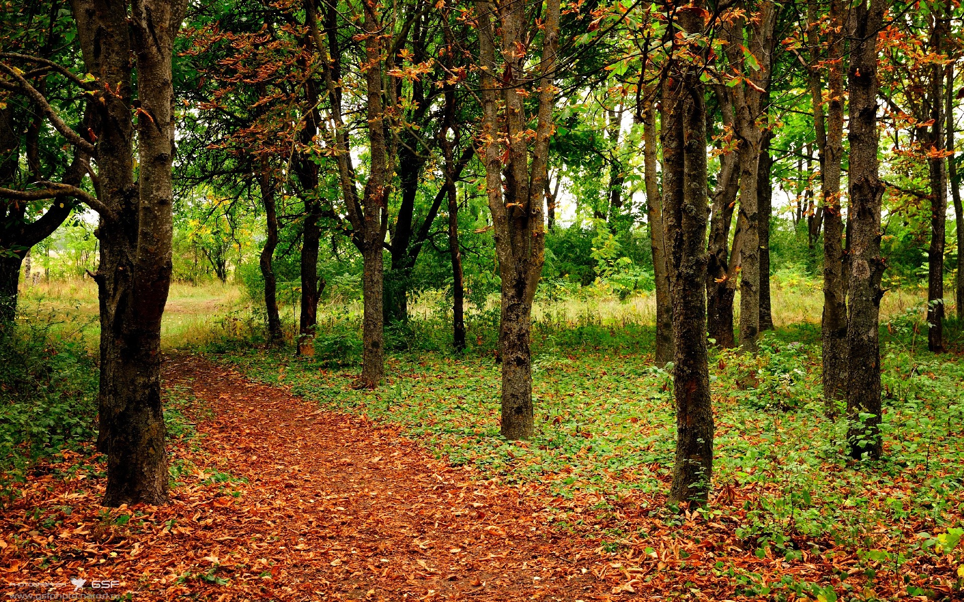 九游电竞-意甲球迷热情高涨，现场氛围火爆，意甲 球员